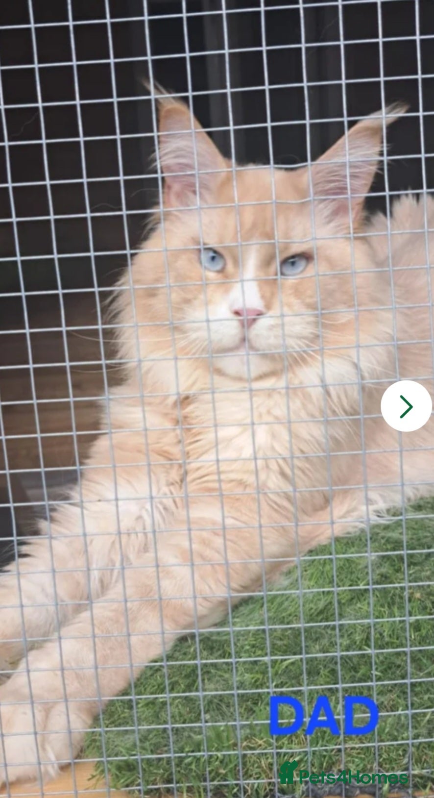 Maine Coon cats Beautiful Mainecoon  - Advert 2
