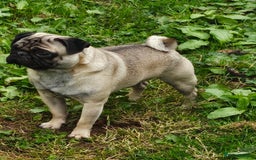 Pug dogs for sale: Pug For Sale - Image 5