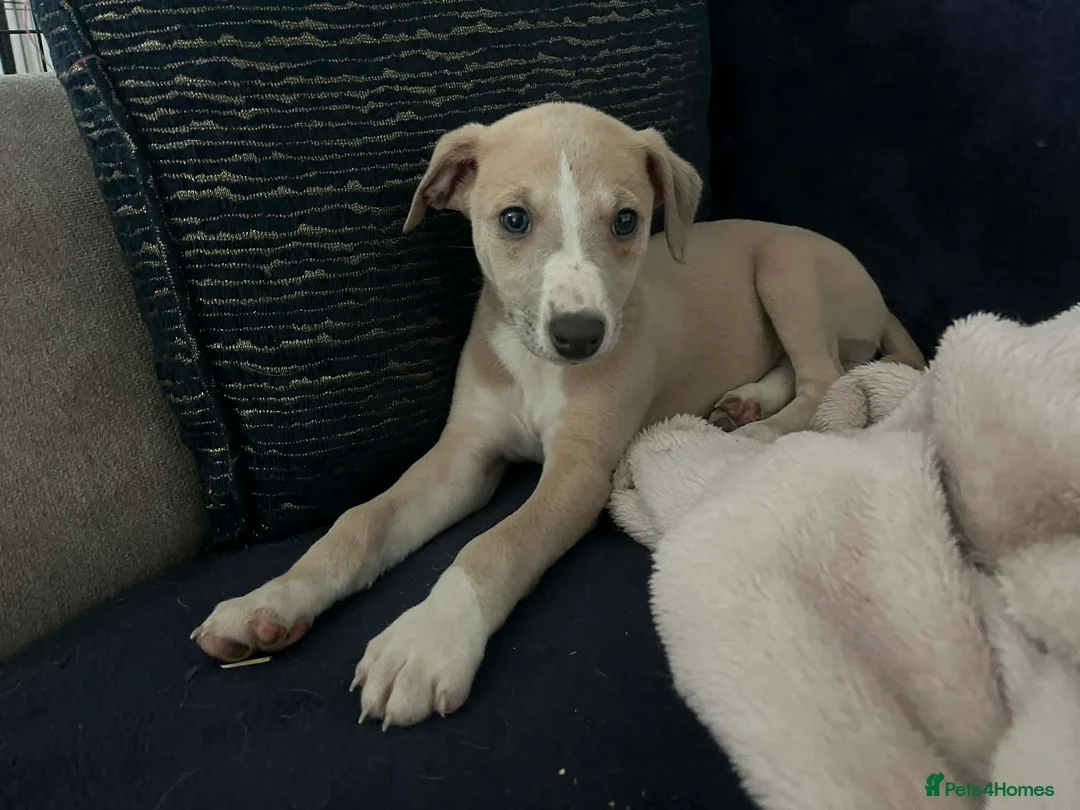 Whippet dogs for sale: KC Registered Top Quality Whippet Puppies in Beverley - Advert 16