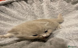 British Shorthair cats for sale: British Shorthair Cross Scottish Straight Kittens - Image 2