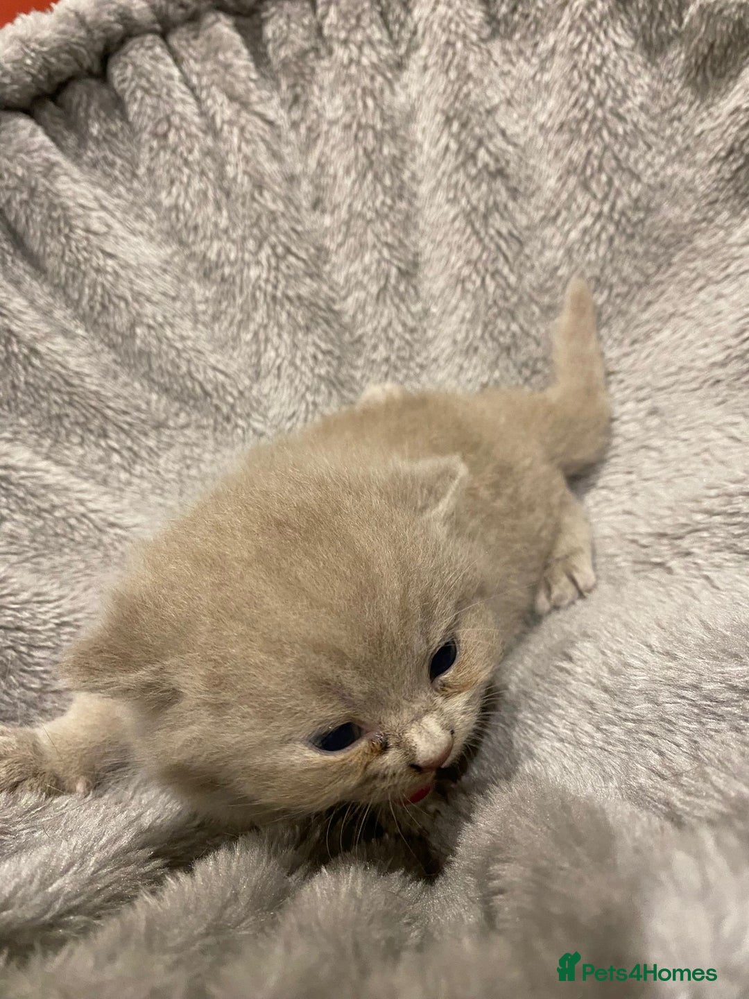 British Shorthair cats for sale: British Shorthair Cross Scottish Straight Kittens - Image 2