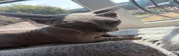 Sphynx cats for sale: Beautiful bambino boy  - Advert 11