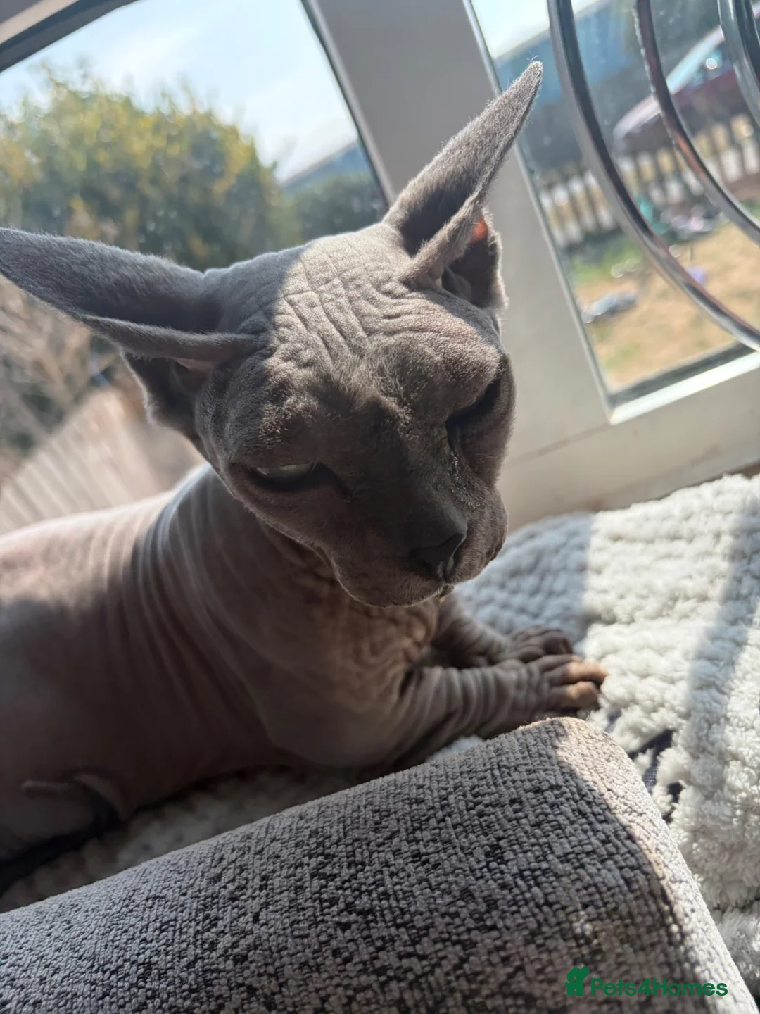 Sphynx cats for sale: Beautiful bambino boy  - Advert 11