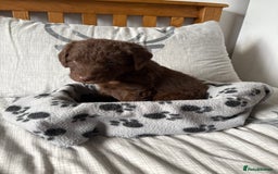 Labradoodle dogs for sale: Stunning Labradoodle Puppies  - Advert 20