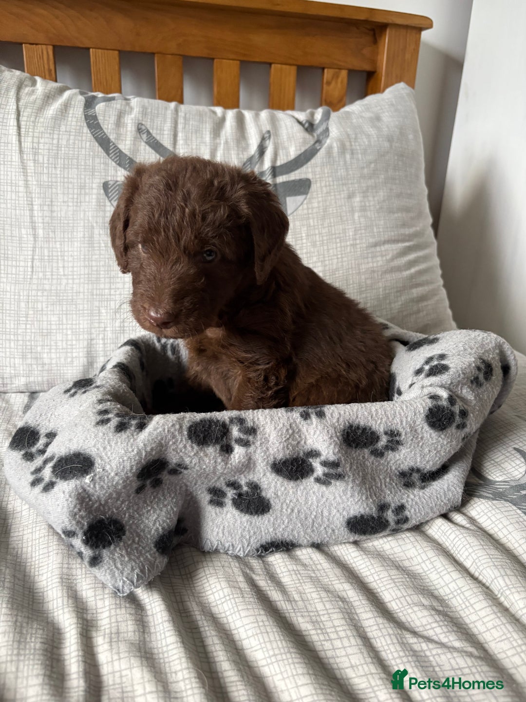 Labradoodle dogs for sale: Stunning Labradoodle Puppies  - Advert 20