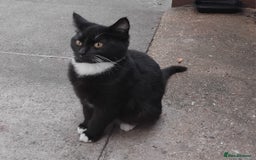 British Shorthair cats for sale: 2 tabby kittens for sale - Advert 1