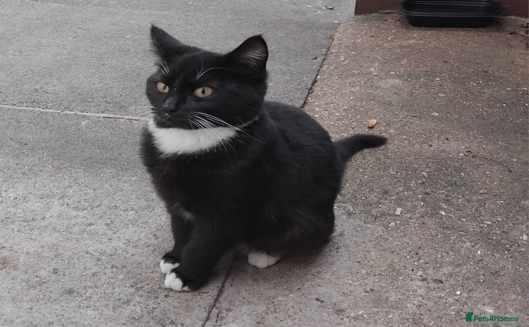 British Shorthair cats 2 tabby kittens for sale - Advert 1