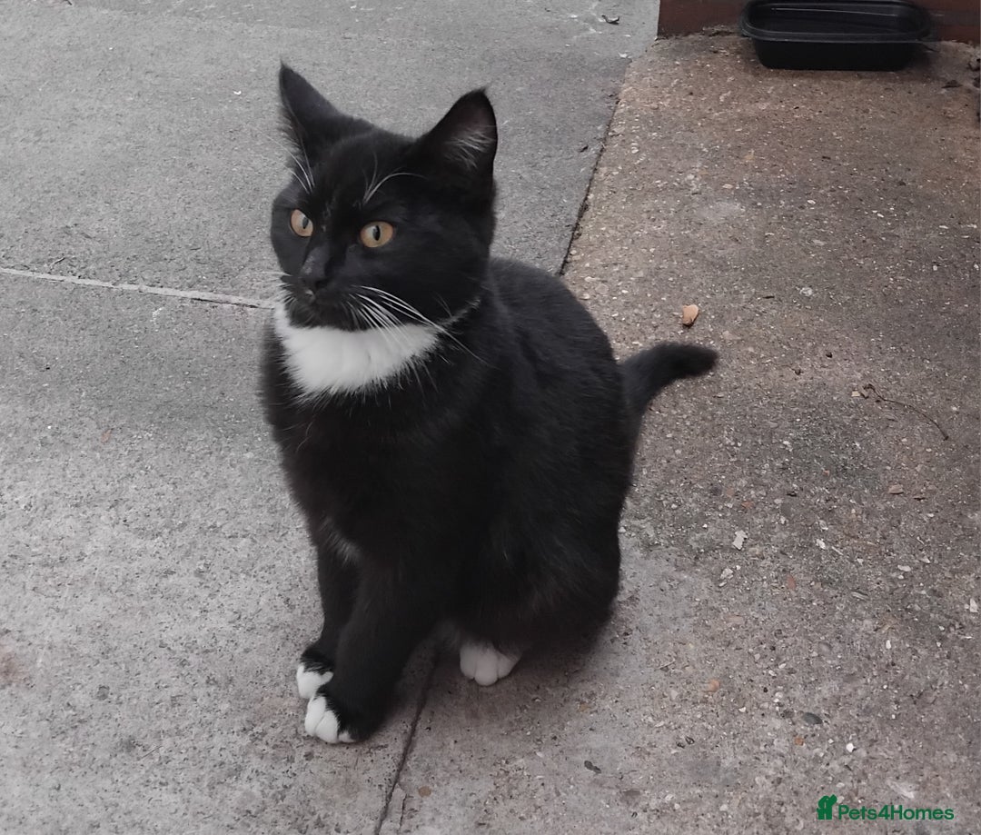 British Shorthair cats for sale: 2 tabby kittens for sale - Advert 1