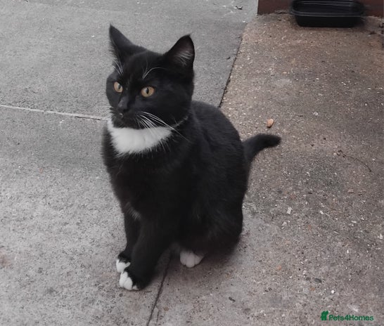 British Shorthair cats 2 tabby kittens for sale - Advert 1