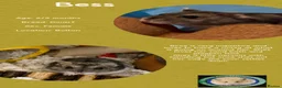 Hamster rodents for sale: Hamsters  - Advert 14