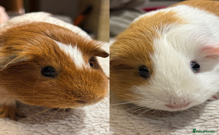 Guinea Pig rodents - Advert 4