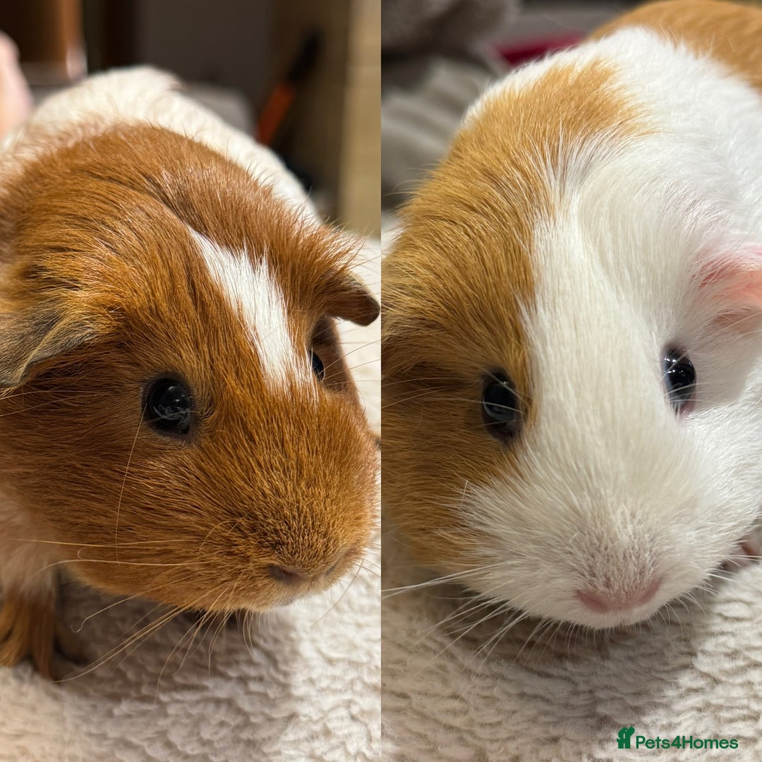 Guinea Pig rodents for sale: 2 bonded girls Free to a good home  - Image 1