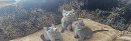 Russian Blue cats for sale: Fully TICA reg pedigree stunning kittens-READY NOW - Advert 17