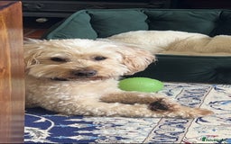 Mixed Breed dogs for sale: Gorgeous Coton noodle Boy - Image 5