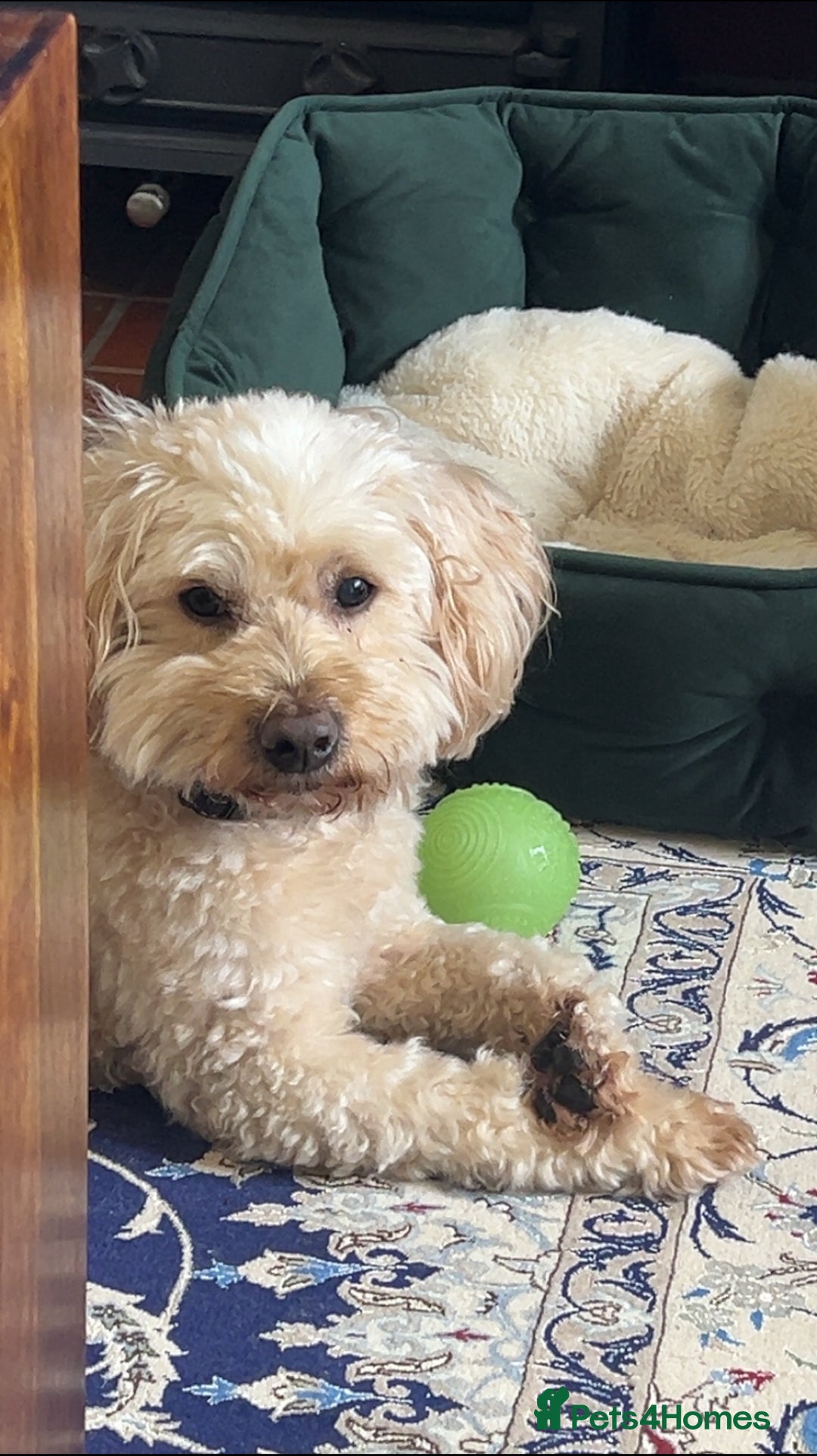 Mixed Breed dogs for sale: Gorgeous Coton noodle Boy - Image 5