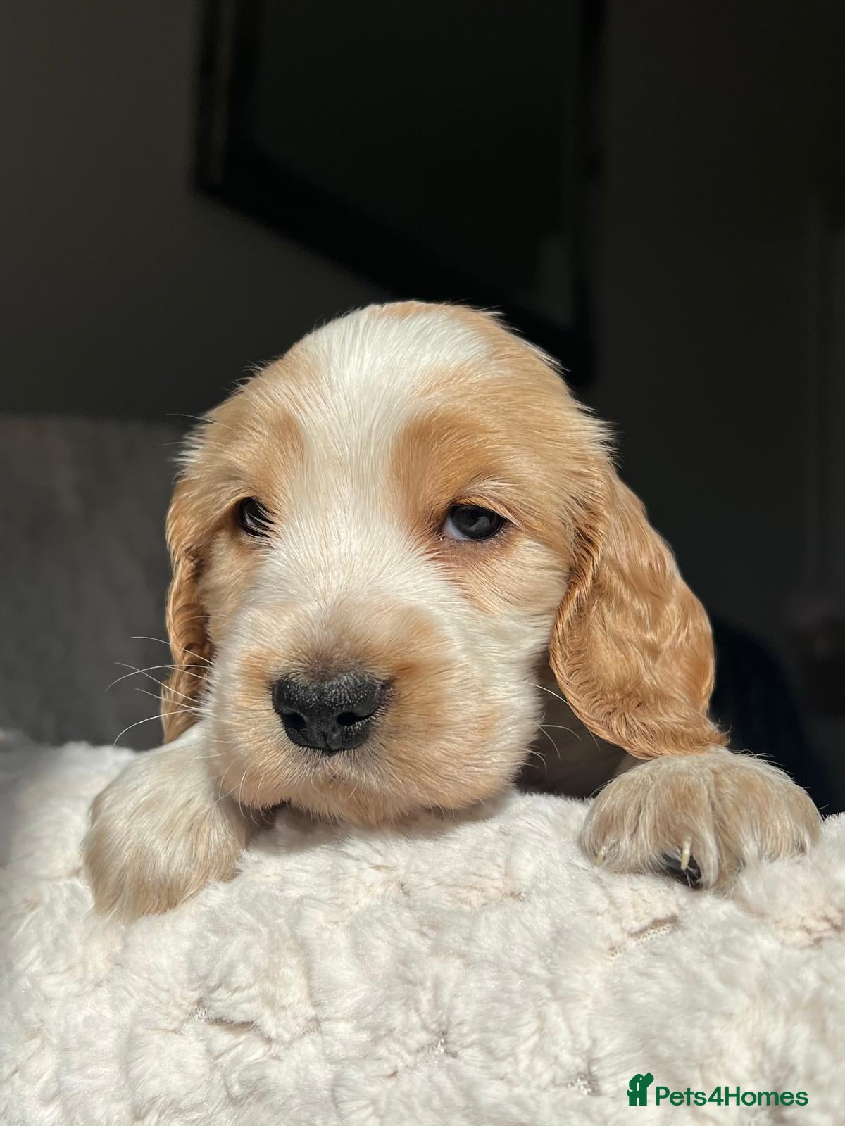 Cocker Spaniel dogs 6 KC Registered Show Type Cocker Spaniels - Advert 2