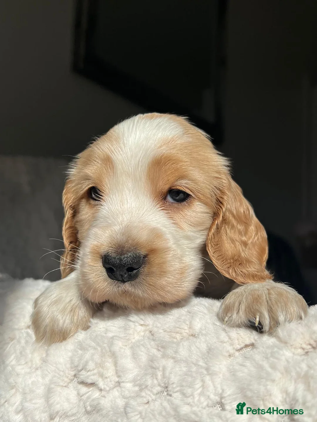 Cocker Spaniel dogs for sale: 6 KC Registered Show Type Cocker Spaniels - Advert 2