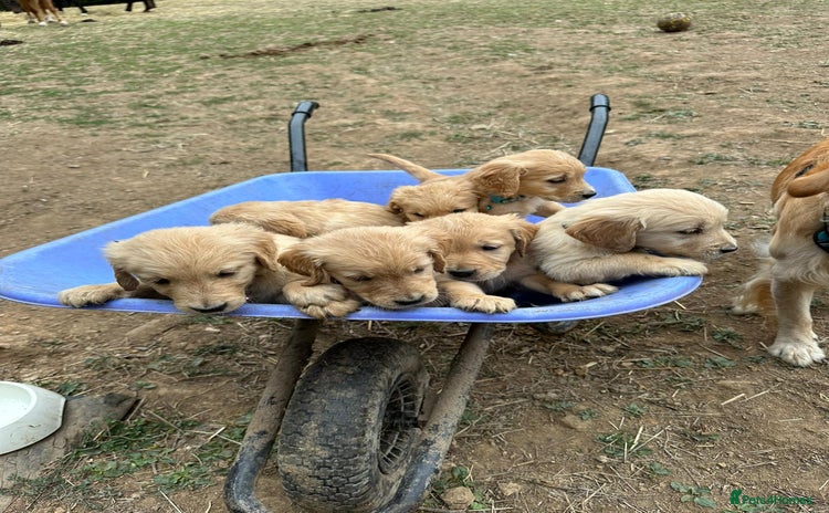Golden Retriever dogs - Advert 1