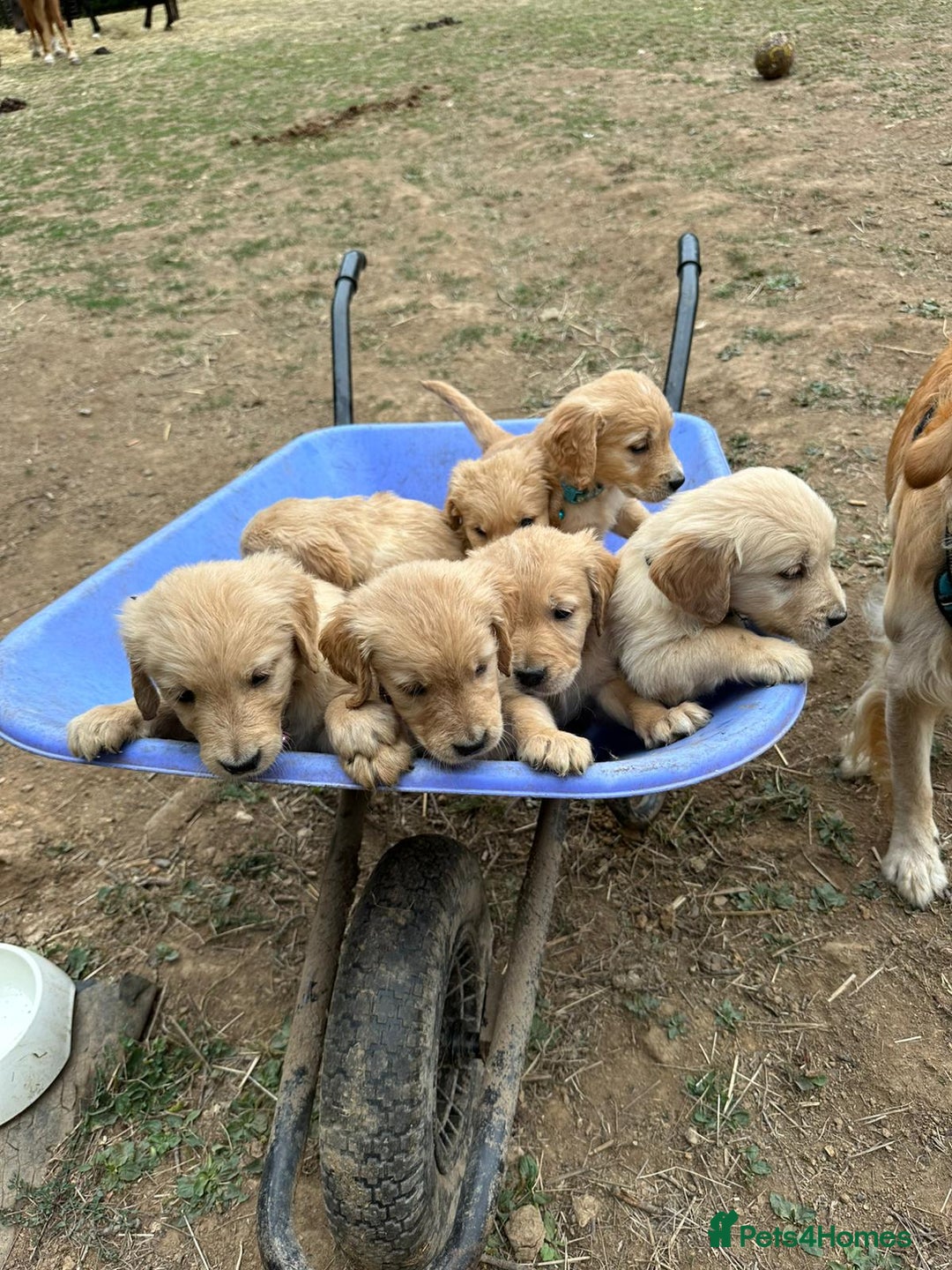 Golden Retriever dogs for sale: Golden Retriever Puppies - Image 1