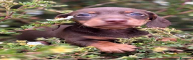 Dachshund 5