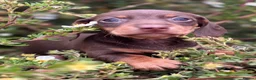 Dachshund dogs for sale: Beautiful litter of Dachshunds  - Advert 4