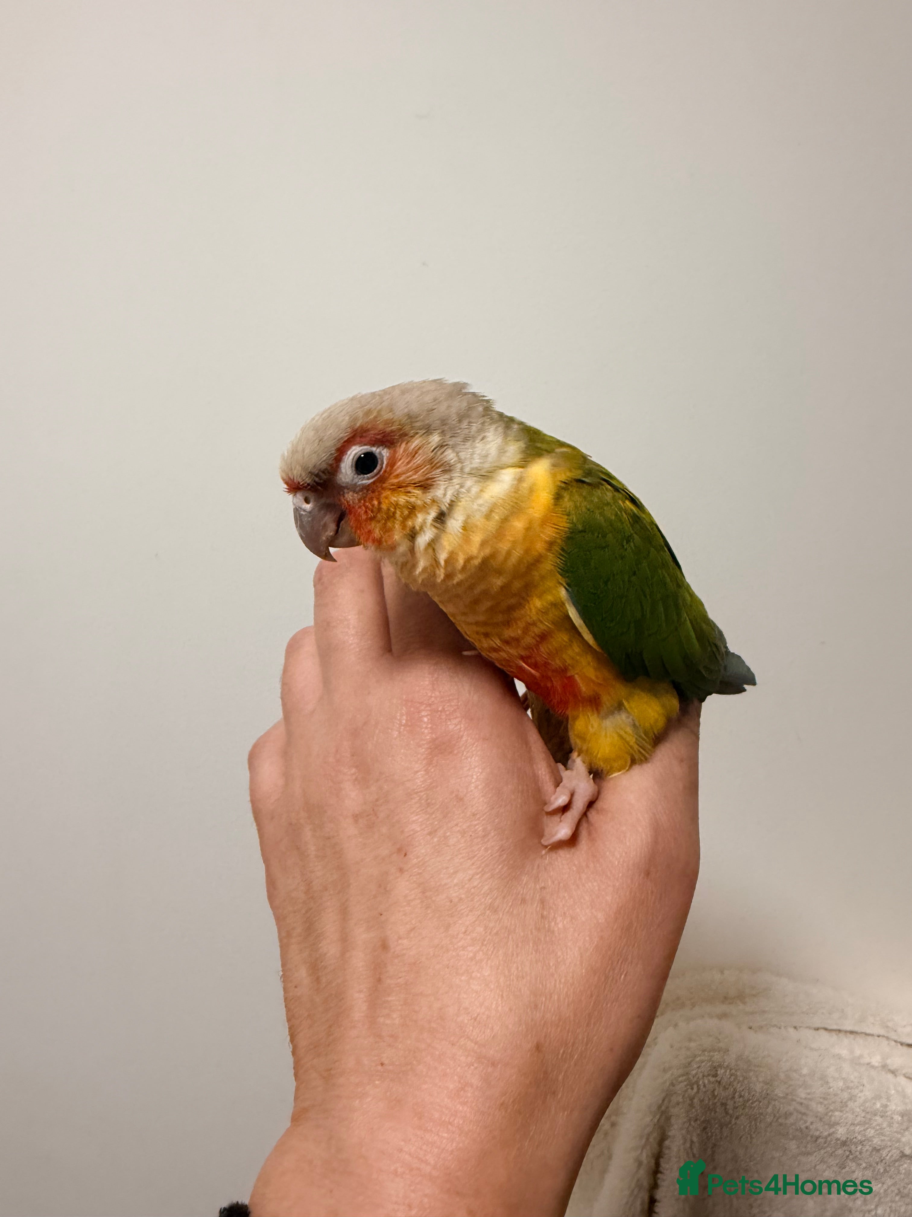 Conures birds Super Tame Pineapple Conure Babies – £250 Each - Advert 3
