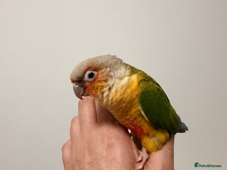 Conures birds Super Tame Pineapple Conure Babies – £250 Each - Advert 1