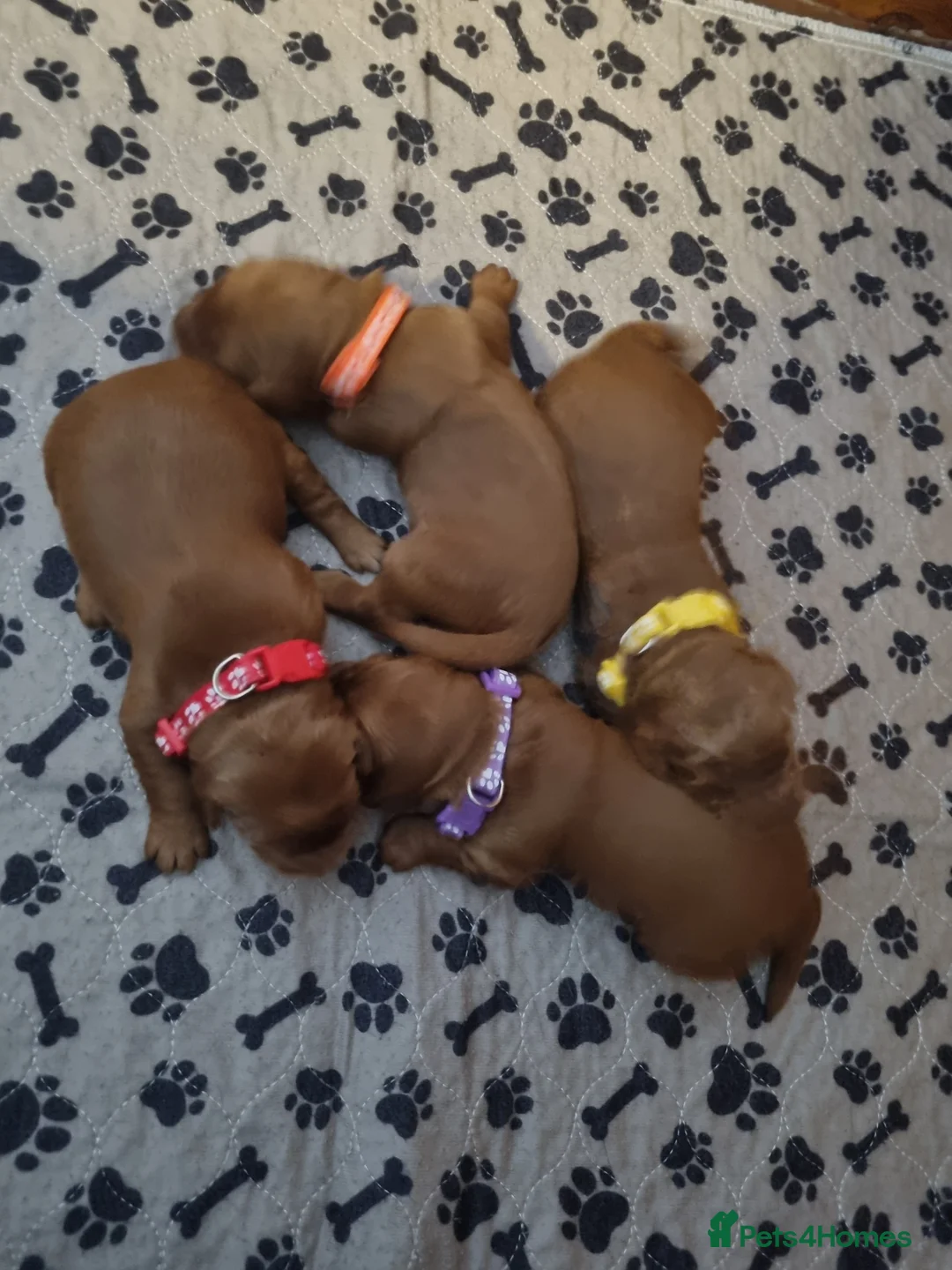 Mini Goldendoodle dogs for sale: F1 Fox Red Health Tested Mini Goldendoodles - Advert 6