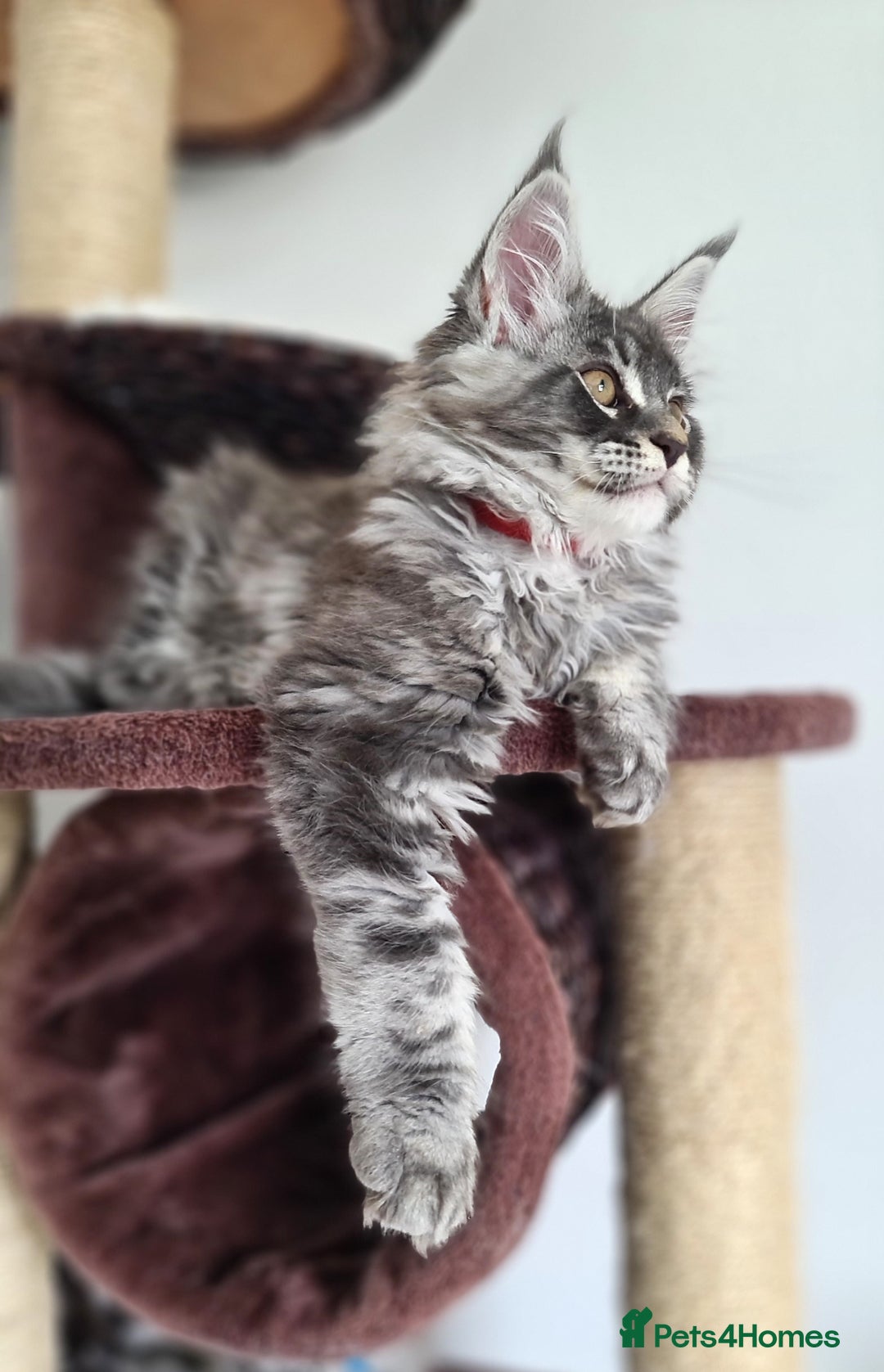 Maine Coon cats for sale: PEDIGREE MAINE COON KITTENS 5 BOYS - Image 24