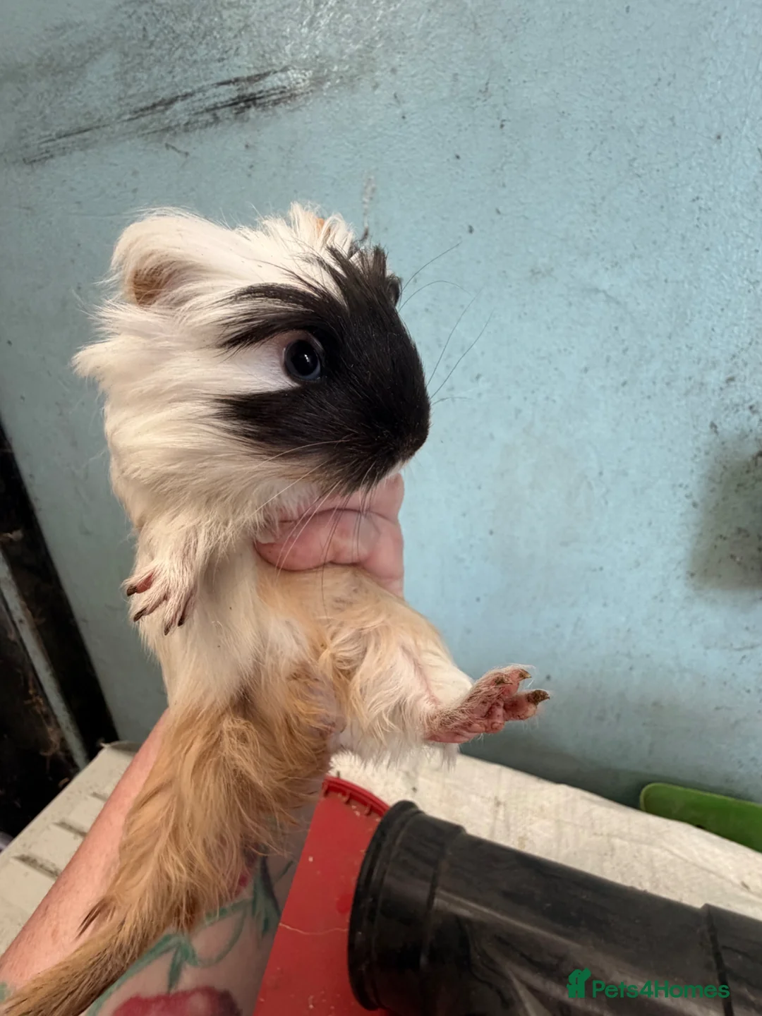 Guinea Pig rodents for sale: 3 male guinea pigs 8x week old   - Advert 2
