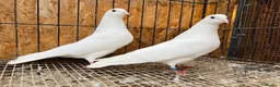 Doves birds for sale: PURE WHITE ENGLISH GARDEN DOVES in Bristol - Advert 2