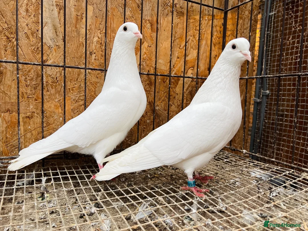 Doves birds for sale: PURE WHITE ENGLISH GARDEN DOVES in Bristol - Advert 2