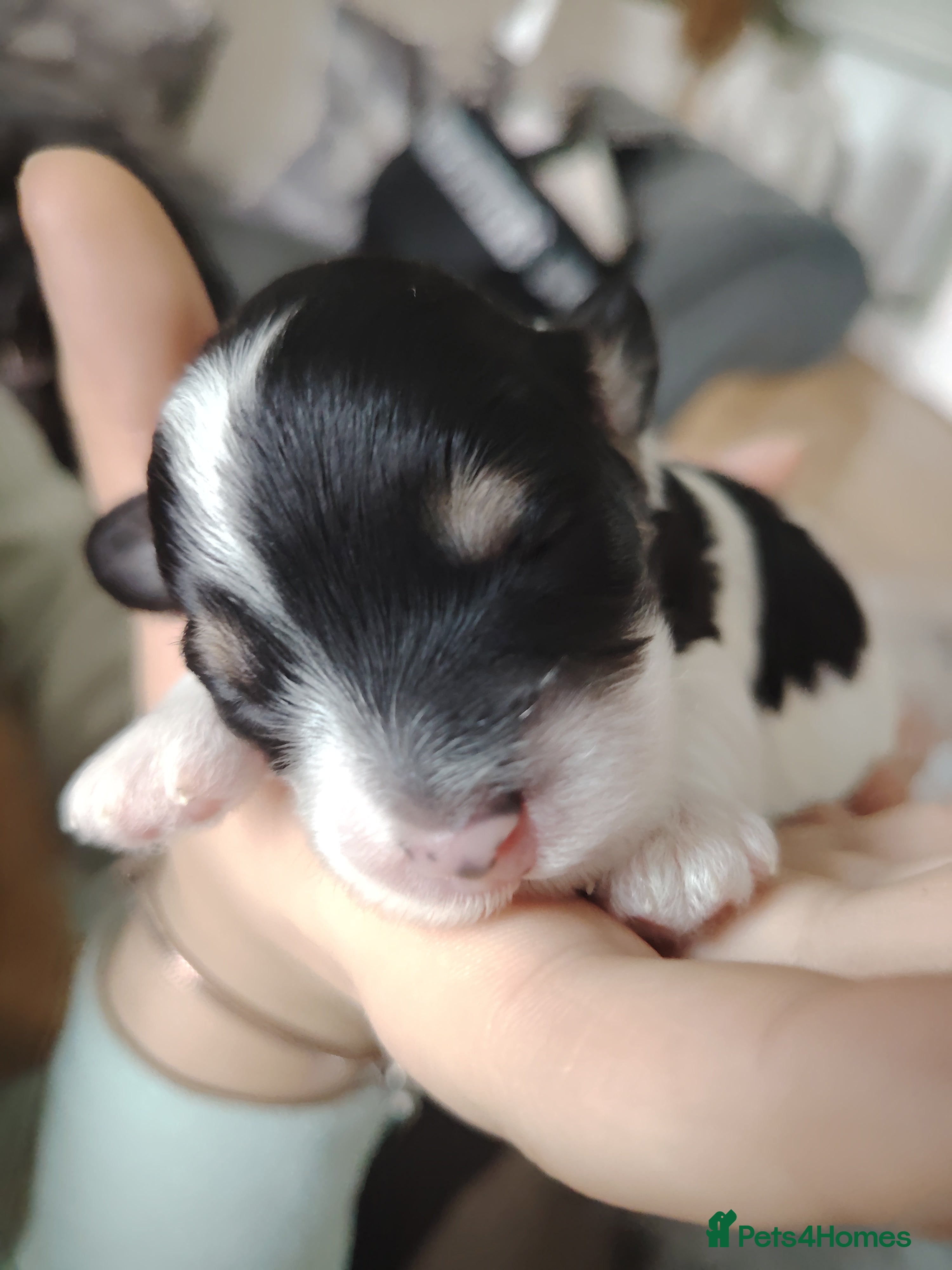 Cavapoo dogs Stunning tri coloured teddy bear Cavapoos x 6  - Advert 2