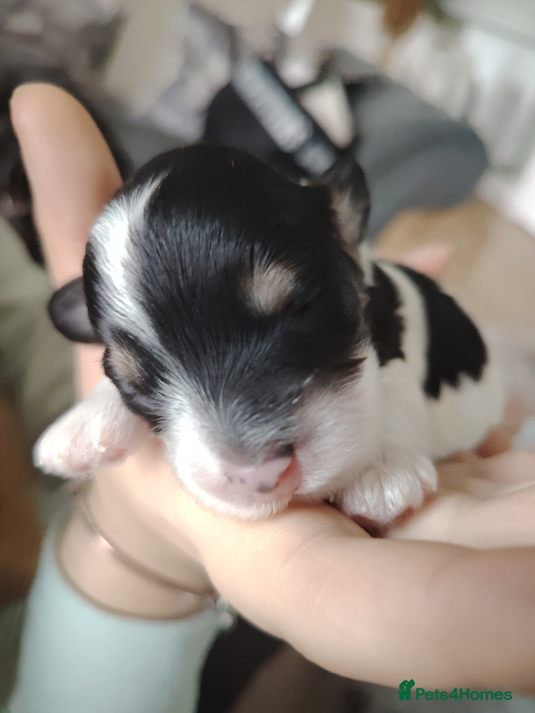 Cavapoo dogs for sale: Stunning tri coloured teddy bear Cavapoos x 6  - Advert 1