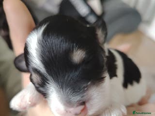 Cavapoo dogs Stunning tri coloured teddy bear Cavapoos x 6 - Advert 1