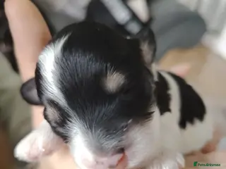 Cavapoo dogs Stunning tri coloured teddy bear Cavapoos x 6 - Advert 7