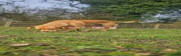 Cockerdor dogs for sale: Rehoming our beloved Cockerdor in Norwich - Advert 3
