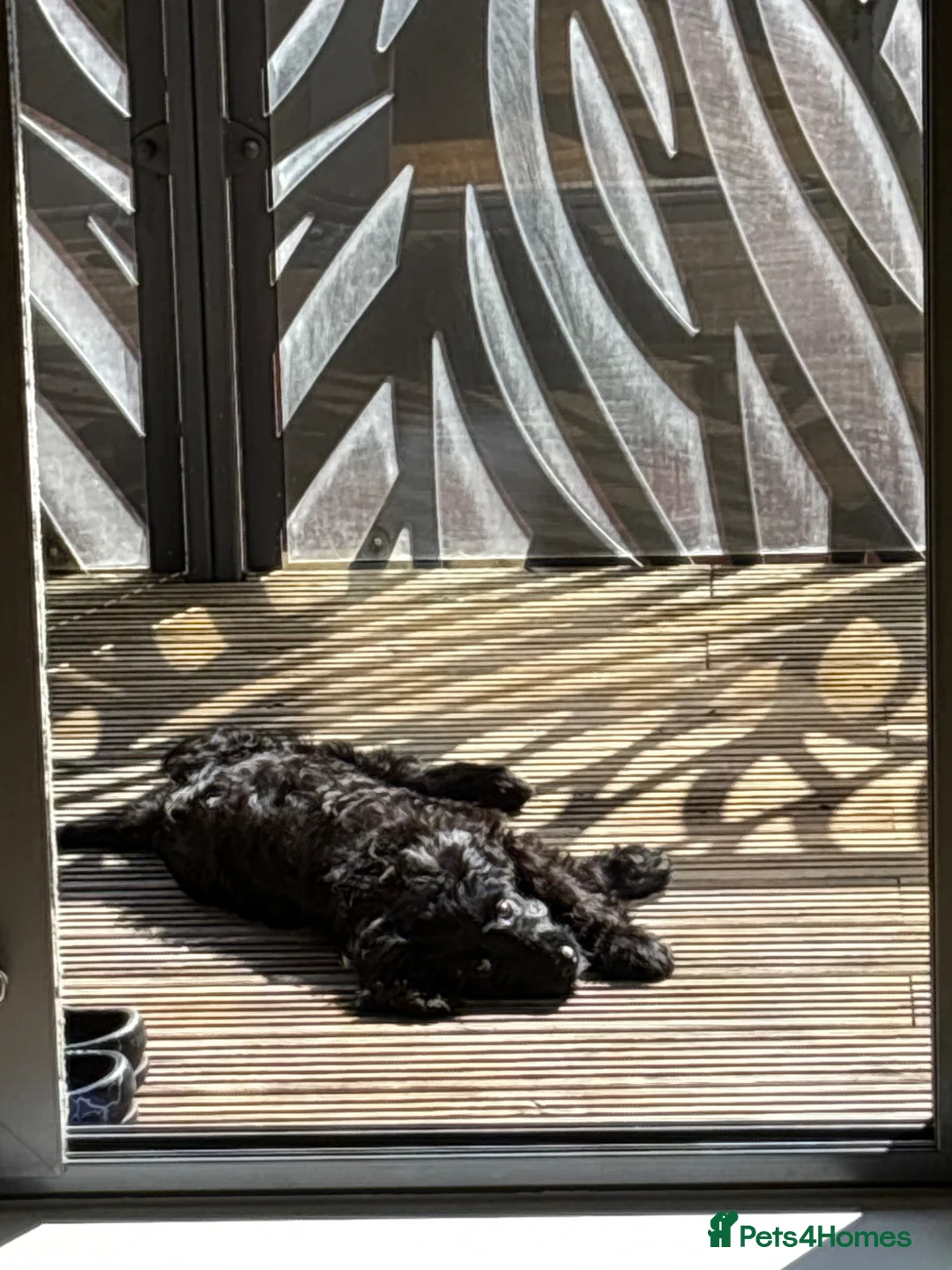 Cavapoo dogs for sale: Black Cavapoo - 13 weeks old - Male - Advert 2