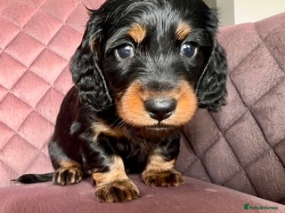 Miniature Dachshund dogs - Advert 2