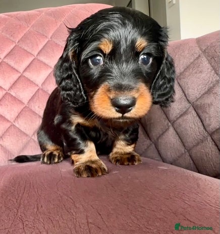 Miniature Dachshund dogs - Advert 2