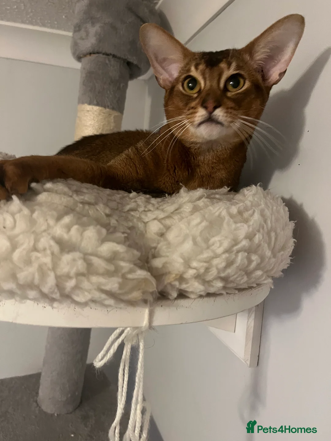 Abyssinian cats for sale: Truly amazing Abyssinian Charlie - Advert 4