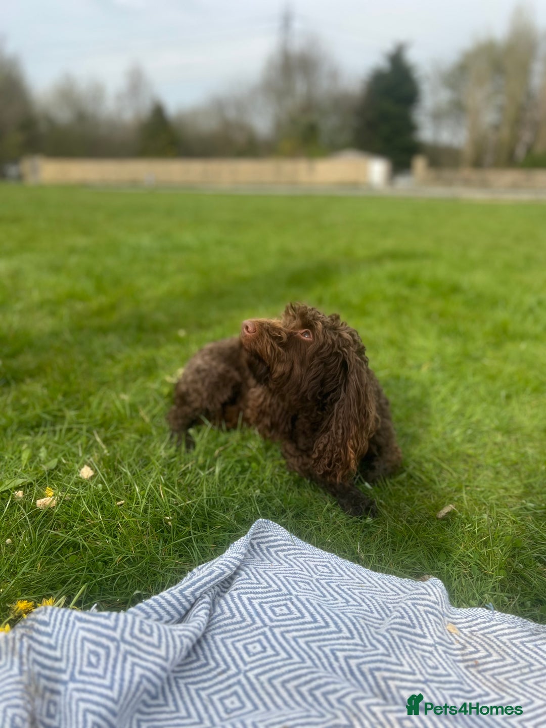 Cockapoo dogs for stud: 🍪 COOKIE. FOR STUD  - Advert 11