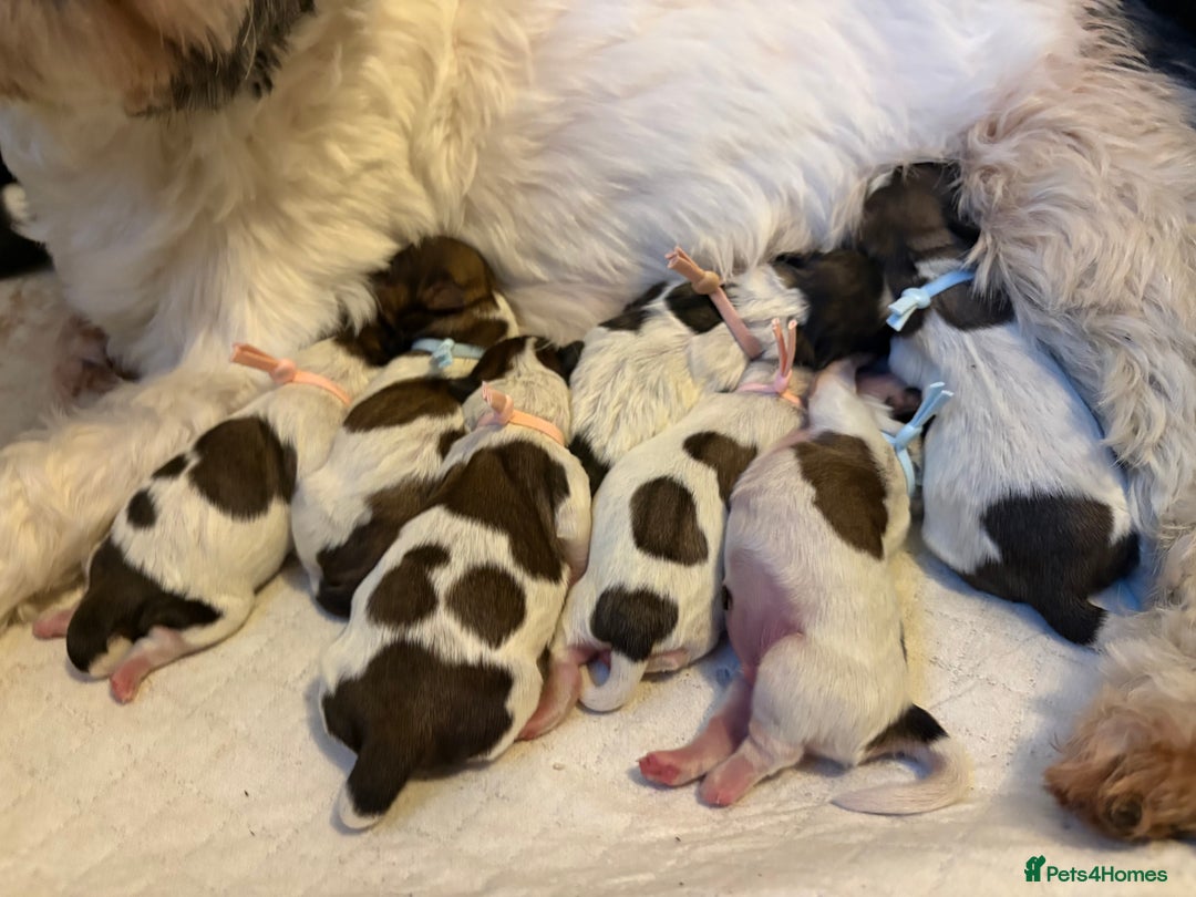 Shih Tzu dogs for sale: Shih tzu - Advert 1