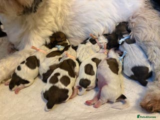 Shih Tzu dogs Shih tzu - Advert 2