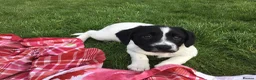 Mixed Breed dogs for sale: Sprollies - Advert 3