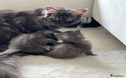 Maine Coon cats for sale: Main coon kittens  - Image 11