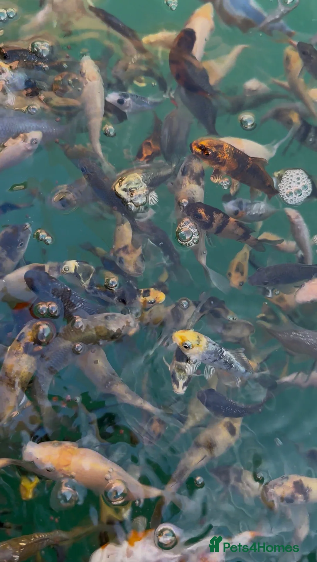 Koi Carp fish for sale: Koi carp in Nottingham - Advert 4