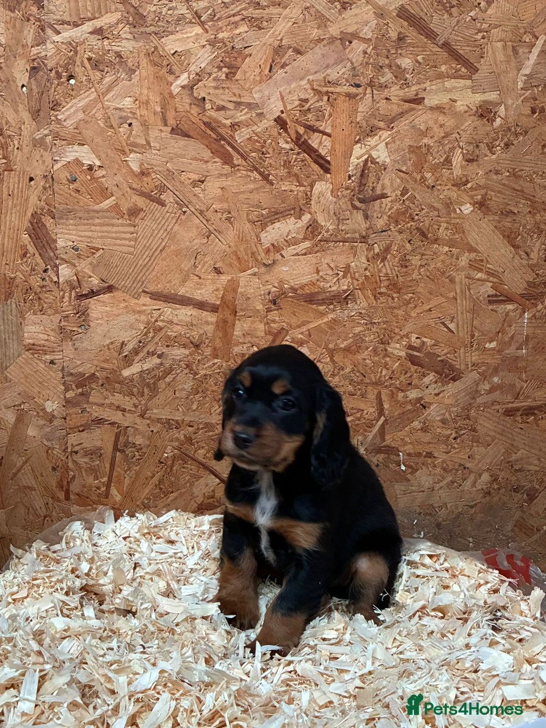 Cocker Spaniel dogs for sale: Working cocker spaniels  - Advert 6