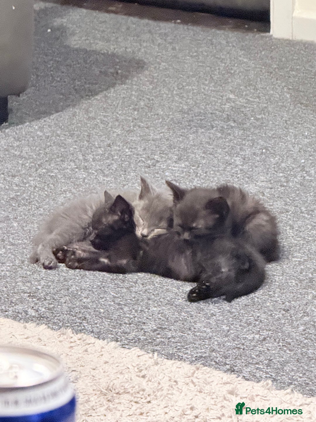 Bombay cats for sale: 3 black Bombay kittens female - Advert 6