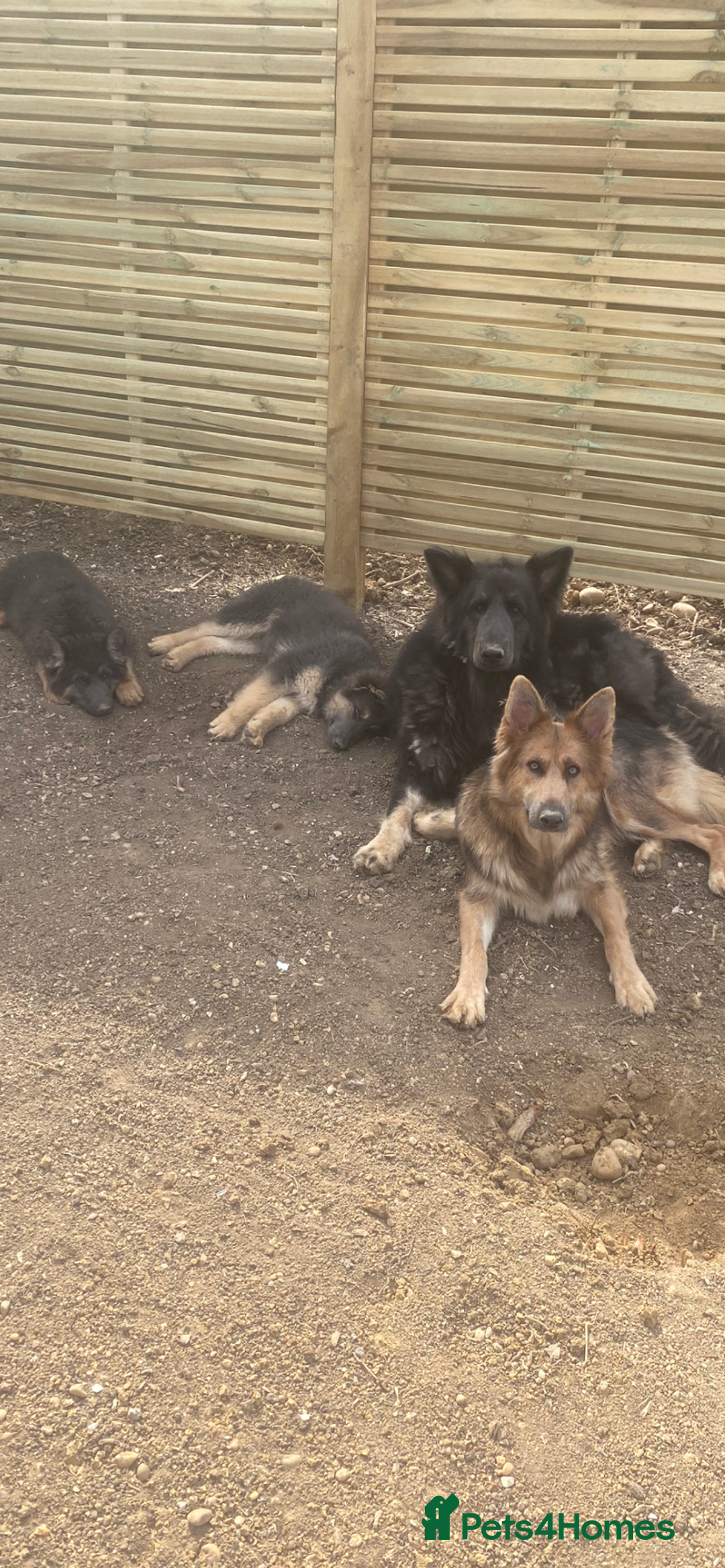 German Shepherd dogs for sale: Blue German Shepherds  - Image 5